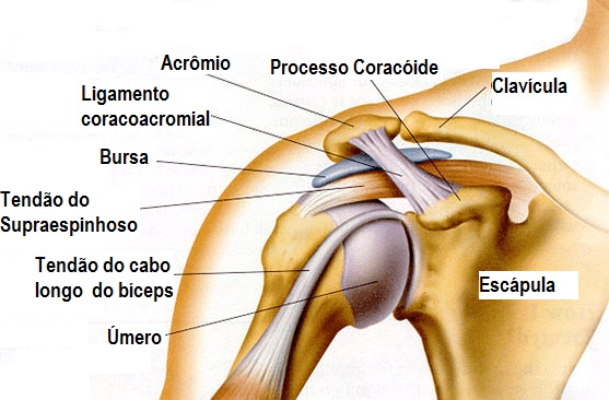 Síndrome do Manguito Rotador (M75.1) é Doença do Trabalho? Síndrome do Manguito Rotador (M75.1) é Doença do Trabalho?